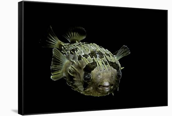 Diodon Holocanthus (Longspined Porcupinefish, Freckled Porcupinefish)-Paul Starosta-Framed Stretched Canvas