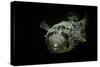Diodon Holocanthus (Longspined Porcupinefish, Freckled Porcupinefish)-Paul Starosta-Stretched Canvas