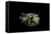 Diodon Holocanthus (Longspined Porcupinefish, Freckled Porcupinefish)-Paul Starosta-Framed Stretched Canvas