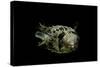 Diodon Holocanthus (Longspined Porcupinefish, Freckled Porcupinefish)-Paul Starosta-Stretched Canvas