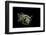 Diodon Holocanthus (Longspined Porcupinefish, Freckled Porcupinefish)-Paul Starosta-Framed Premium Photographic Print