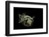 Diodon Holocanthus (Longspined Porcupinefish, Freckled Porcupinefish)-Paul Starosta-Framed Premium Photographic Print