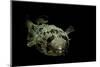 Diodon Holocanthus (Longspined Porcupinefish, Freckled Porcupinefish)-Paul Starosta-Mounted Premium Photographic Print