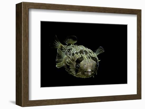 Diodon Holocanthus (Longspined Porcupinefish, Freckled Porcupinefish)-Paul Starosta-Framed Photographic Print