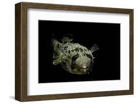 Diodon Holocanthus (Longspined Porcupinefish, Freckled Porcupinefish)-Paul Starosta-Framed Photographic Print