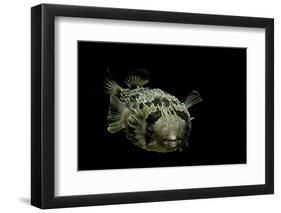 Diodon Holocanthus (Longspined Porcupinefish, Freckled Porcupinefish)-Paul Starosta-Framed Photographic Print