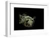 Diodon Holocanthus (Longspined Porcupinefish, Freckled Porcupinefish)-Paul Starosta-Framed Photographic Print