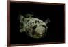 Diodon Holocanthus (Longspined Porcupinefish, Freckled Porcupinefish)-Paul Starosta-Framed Photographic Print