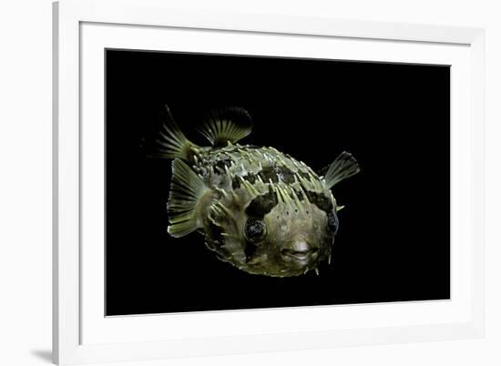 Diodon Holocanthus (Longspined Porcupinefish, Freckled Porcupinefish)-Paul Starosta-Framed Photographic Print