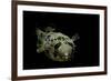 Diodon Holocanthus (Longspined Porcupinefish, Freckled Porcupinefish)-Paul Starosta-Framed Photographic Print