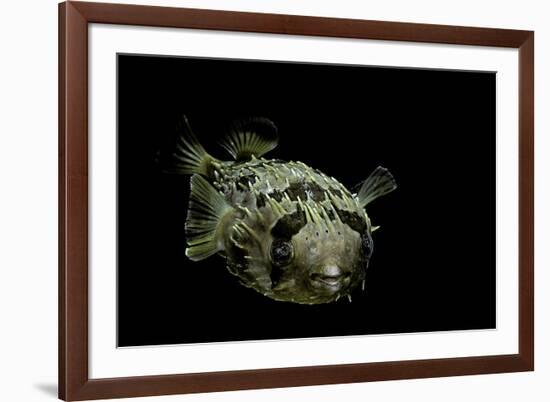 Diodon Holocanthus (Longspined Porcupinefish, Freckled Porcupinefish)-Paul Starosta-Framed Photographic Print