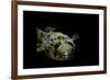 Diodon Holocanthus (Longspined Porcupinefish, Freckled Porcupinefish)-Paul Starosta-Framed Photographic Print