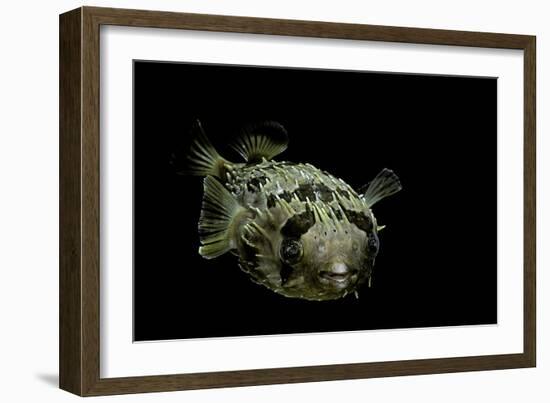 Diodon Holocanthus (Longspined Porcupinefish, Freckled Porcupinefish)-Paul Starosta-Framed Photographic Print