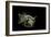 Diodon Holocanthus (Longspined Porcupinefish, Freckled Porcupinefish)-Paul Starosta-Framed Photographic Print