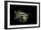 Diodon Holocanthus (Longspined Porcupinefish, Freckled Porcupinefish)-Paul Starosta-Framed Photographic Print