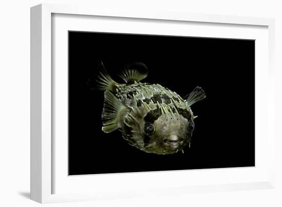 Diodon Holocanthus (Longspined Porcupinefish, Freckled Porcupinefish)-Paul Starosta-Framed Photographic Print