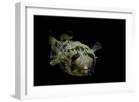 Diodon Holocanthus (Longspined Porcupinefish, Freckled Porcupinefish)-Paul Starosta-Framed Photographic Print