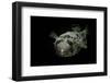 Diodon Holocanthus (Longspined Porcupinefish, Freckled Porcupinefish)-Paul Starosta-Framed Photographic Print