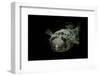 Diodon Holocanthus (Longspined Porcupinefish, Freckled Porcupinefish)-Paul Starosta-Framed Photographic Print