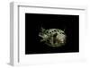 Diodon Holocanthus (Longspined Porcupinefish, Freckled Porcupinefish)-Paul Starosta-Framed Photographic Print