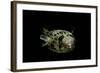 Diodon Holocanthus (Longspined Porcupinefish, Freckled Porcupinefish)-Paul Starosta-Framed Photographic Print