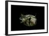 Diodon Holocanthus (Longspined Porcupinefish, Freckled Porcupinefish)-Paul Starosta-Framed Photographic Print