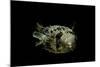 Diodon Holocanthus (Longspined Porcupinefish, Freckled Porcupinefish)-Paul Starosta-Mounted Photographic Print