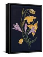 'Diogenes Lantern & Harvest Brodiaea',  c1915, (1915)-Emma Graham Clock-Framed Stretched Canvas