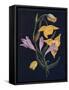 'Diogenes Lantern & Harvest Brodiaea',  c1915, (1915)-Emma Graham Clock-Framed Stretched Canvas