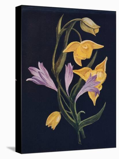 'Diogenes Lantern & Harvest Brodiaea',  c1915, (1915)-Emma Graham Clock-Stretched Canvas