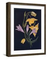 'Diogenes Lantern & Harvest Brodiaea',  c1915, (1915)-Emma Graham Clock-Framed Giclee Print