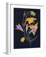 'Diogenes Lantern & Harvest Brodiaea',  c1915, (1915)-Emma Graham Clock-Framed Giclee Print