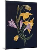 'Diogenes Lantern & Harvest Brodiaea',  c1915, (1915)-Emma Graham Clock-Mounted Giclee Print