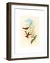 Diphogena Aurora (Gould's Rainbow)-Richter & Gould-Framed Giclee Print