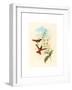 Diphogena Aurora (Gould's Rainbow)-Richter & Gould-Framed Giclee Print