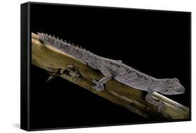 Diplodactylus Ciliaris (Western Spinytail Gecko)-Paul Starosta-Framed Stretched Canvas