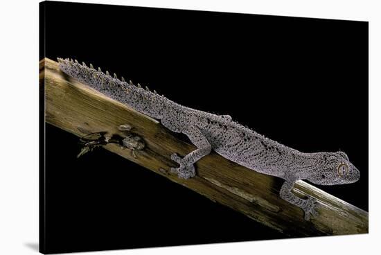 Diplodactylus Ciliaris (Western Spinytail Gecko)-Paul Starosta-Stretched Canvas