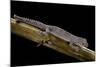 Diplodactylus Ciliaris (Western Spinytail Gecko)-Paul Starosta-Mounted Photographic Print