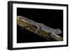 Diplodactylus Ciliaris (Western Spinytail Gecko)-Paul Starosta-Framed Photographic Print