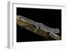 Diplodactylus Ciliaris (Western Spinytail Gecko)-Paul Starosta-Framed Photographic Print