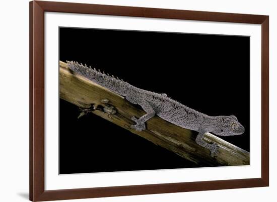 Diplodactylus Ciliaris (Western Spinytail Gecko)-Paul Starosta-Framed Photographic Print