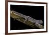 Diplodactylus Ciliaris (Western Spinytail Gecko)-Paul Starosta-Framed Photographic Print