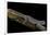 Diplodactylus Ciliaris (Western Spinytail Gecko)-Paul Starosta-Framed Photographic Print