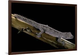 Diplodactylus Ciliaris (Western Spinytail Gecko)-Paul Starosta-Framed Photographic Print