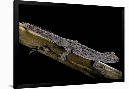 Diplodactylus Ciliaris (Western Spinytail Gecko)-Paul Starosta-Framed Photographic Print