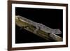 Diplodactylus Ciliaris (Western Spinytail Gecko)-Paul Starosta-Framed Photographic Print