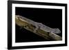 Diplodactylus Ciliaris (Western Spinytail Gecko)-Paul Starosta-Framed Photographic Print