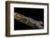 Diplodactylus Ciliaris (Western Spinytail Gecko)-Paul Starosta-Framed Photographic Print