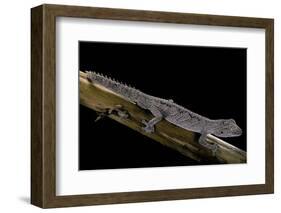 Diplodactylus Ciliaris (Western Spinytail Gecko)-Paul Starosta-Framed Photographic Print