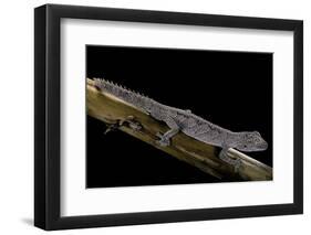 Diplodactylus Ciliaris (Western Spinytail Gecko)-Paul Starosta-Framed Photographic Print